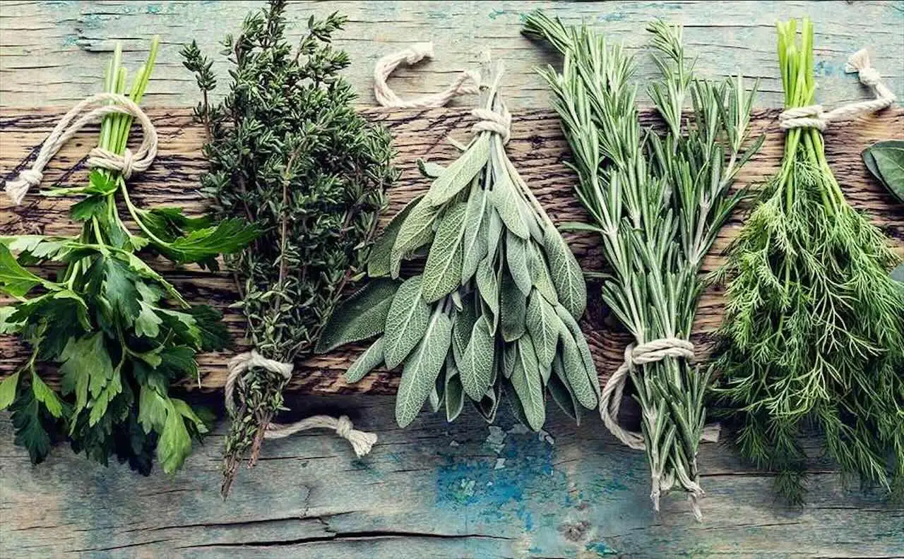 Scopri la pianta aromatica che sostiene la memoria secondo ricerche recenti Scopri la pianta aromatica che sostiene la memoria secondo ricerche recenti