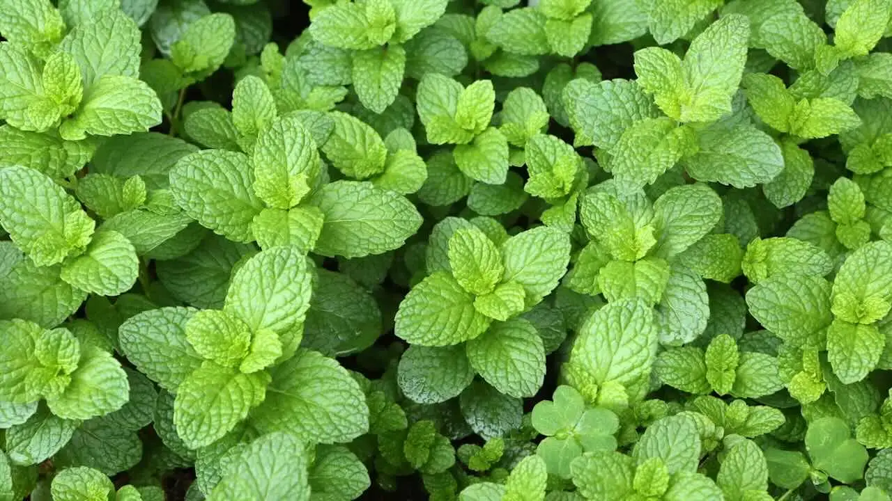 Coltivare menta in casa: i passaggi chiave per foglie profumate e sane tutto l’anno Coltivare menta in casa: i passaggi chiave per foglie profumate e sane tutto l’anno