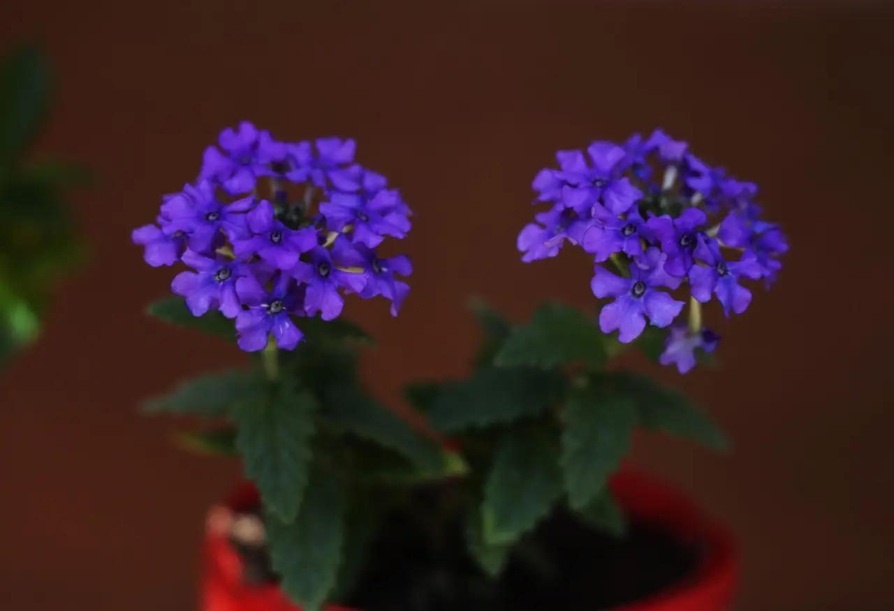 Questa pianta da interno richiede poca luce e regala fiori profumati tutto l’anno Questa pianta da interno richiede poca luce e regala fiori profumati tutto l’anno