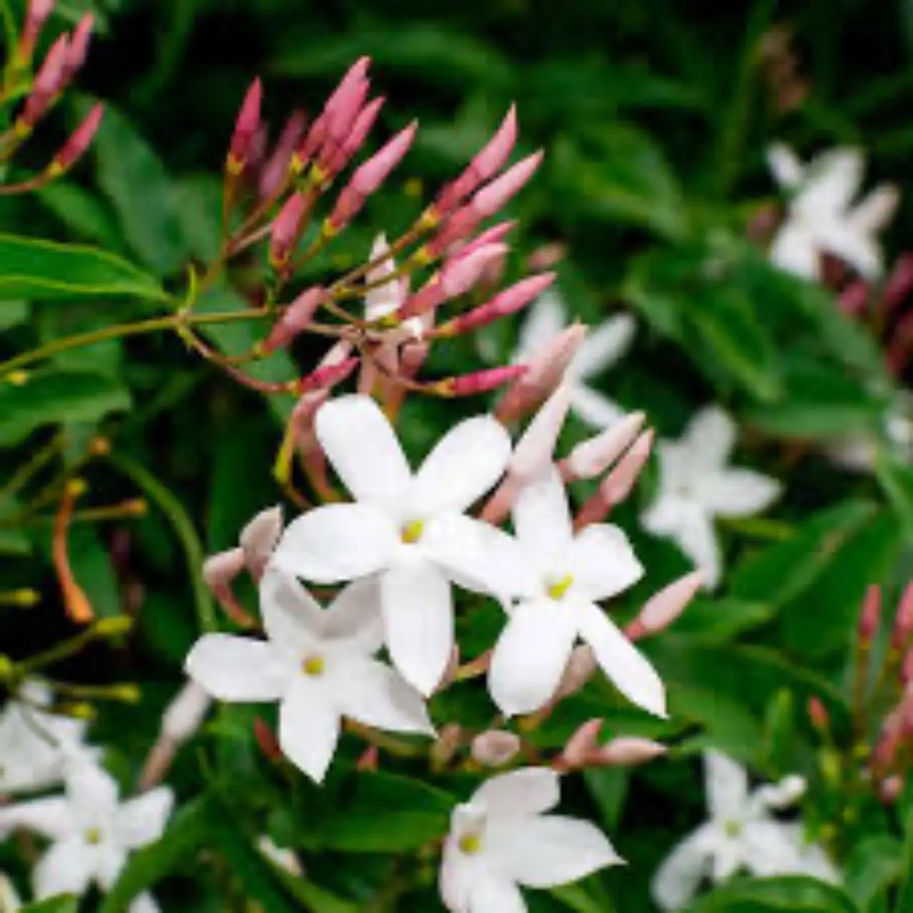 Questa pianta da interno richiede poca luce e regala fiori profumati tutto l’anno Questa pianta da interno richiede poca luce e regala fiori profumati tutto l’anno