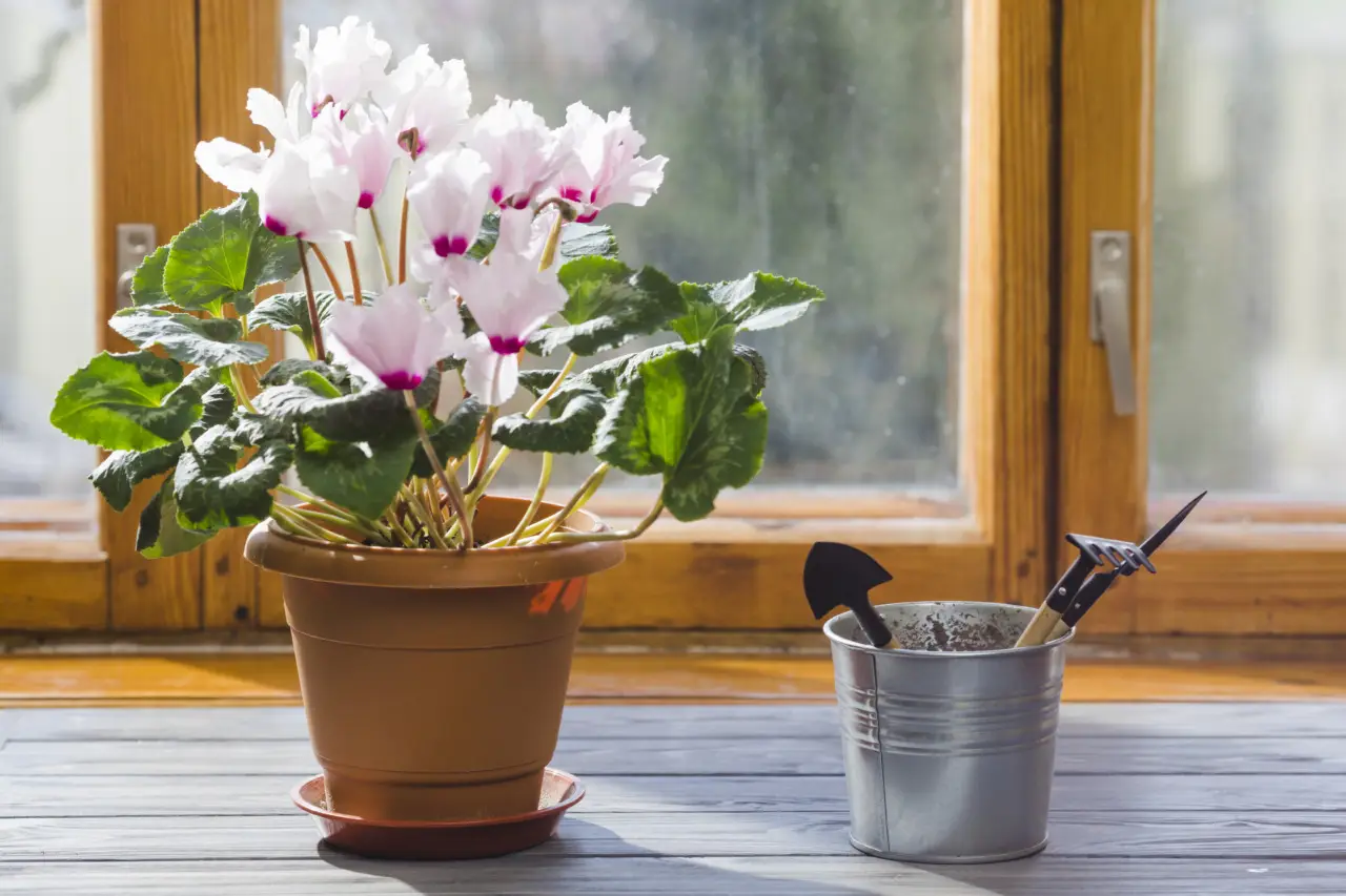 Questa pianta da interno richiede poca luce e regala fiori profumati tutto l’anno Questa pianta da interno richiede poca luce e regala fiori profumati tutto l’anno