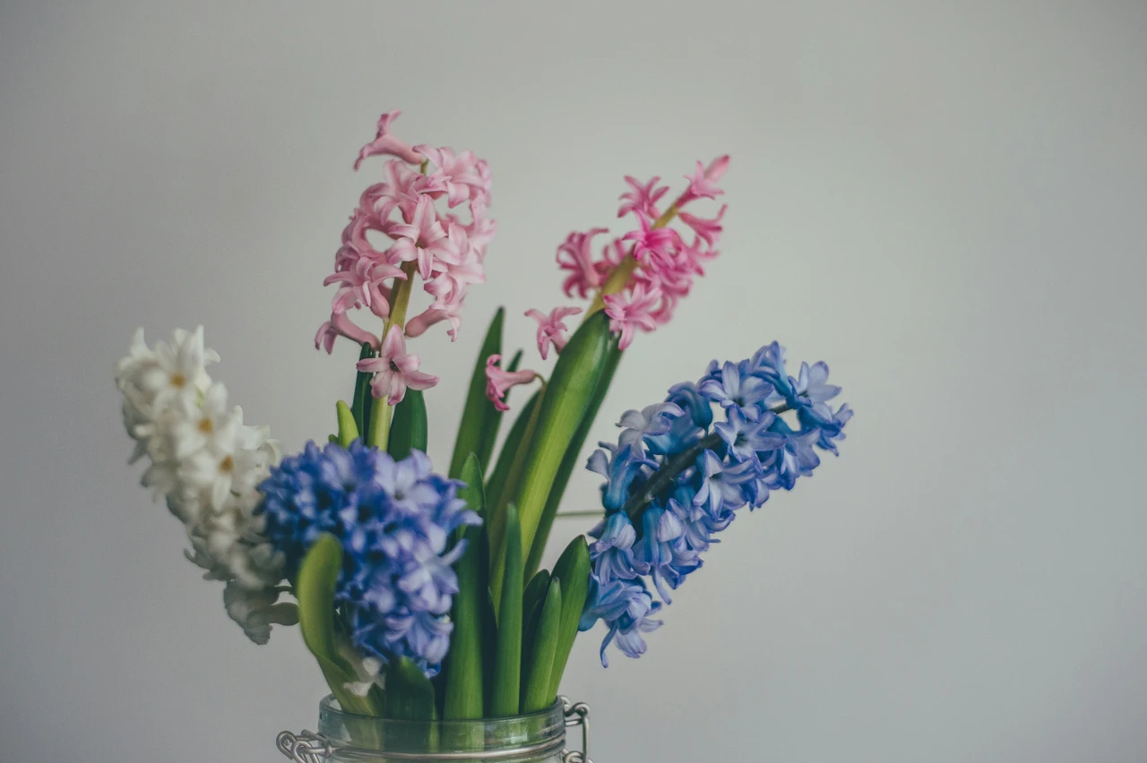 Questa pianta da interno richiede poca luce e regala fiori profumati tutto l’anno Questa pianta da interno richiede poca luce e regala fiori profumati tutto l’anno