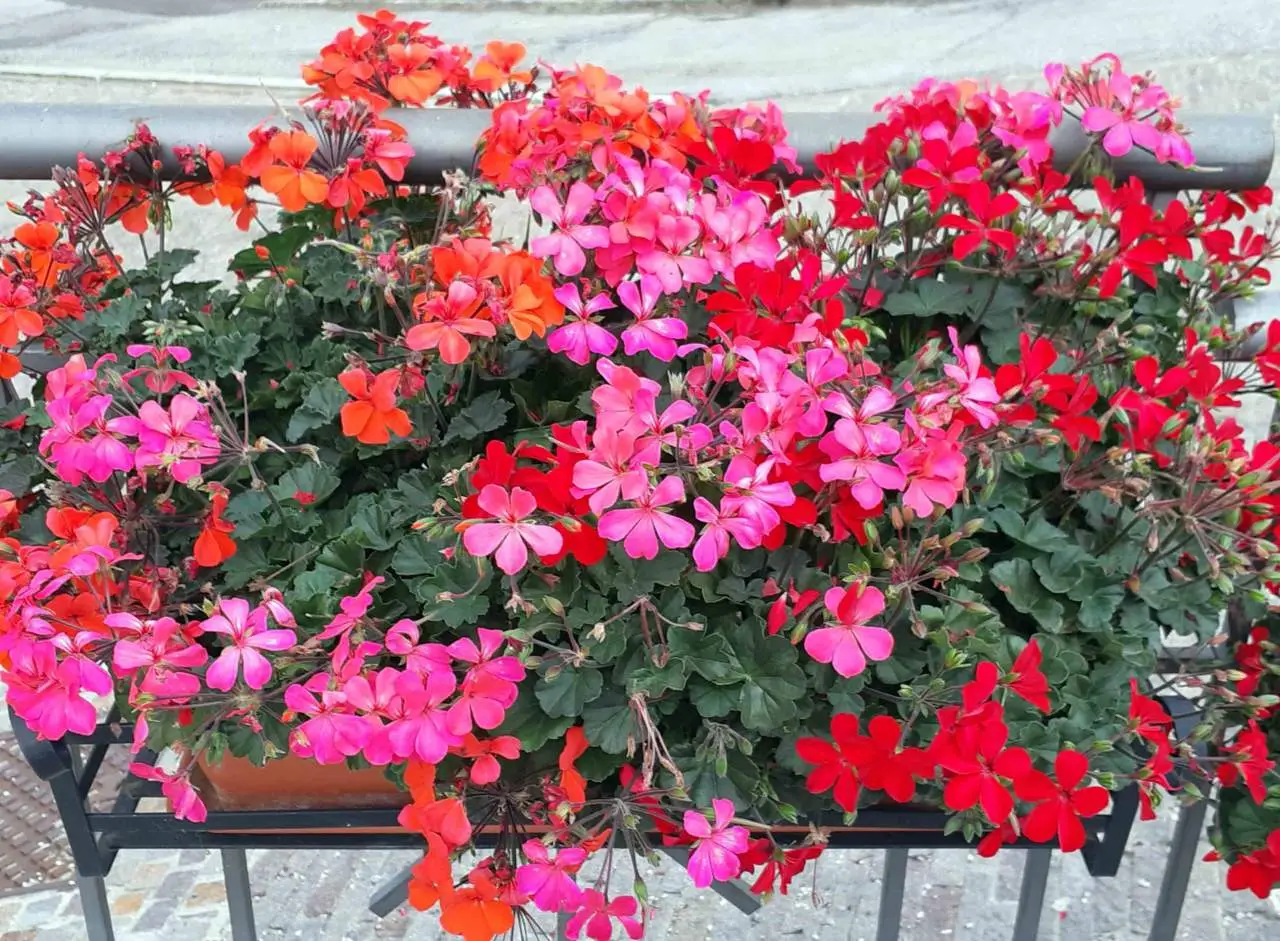 Ortensia compatta e sempre colorata: come coltivarla facilmente in balcone Ortensia compatta e sempre colorata: come coltivarla facilmente in balcone