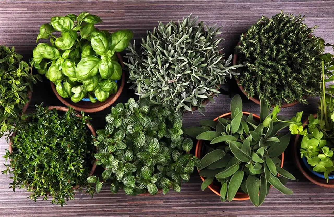 Piante aromatiche sui davanzali anche in inverno, ecco come farle durare Piante aromatiche sui davanzali anche in inverno, ecco come farle durare
