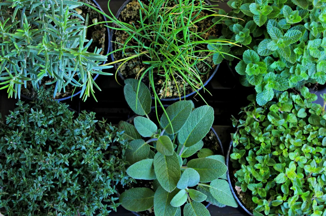 Piante aromatiche sui davanzali anche in inverno, ecco come farle durare Piante aromatiche sui davanzali anche in inverno, ecco come farle durare
