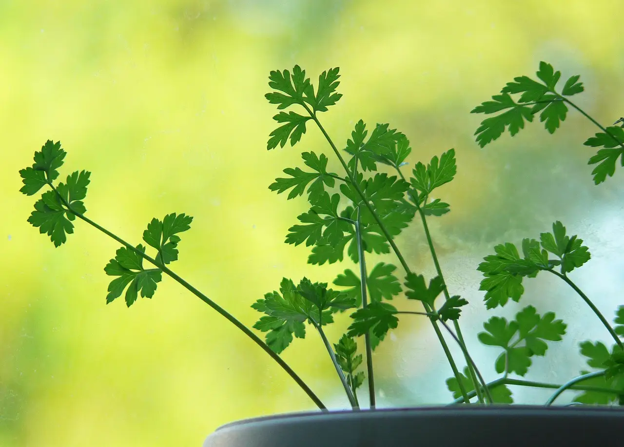 Piante aromatiche sui davanzali anche in inverno, ecco come farle durare Piante aromatiche sui davanzali anche in inverno, ecco come farle durare