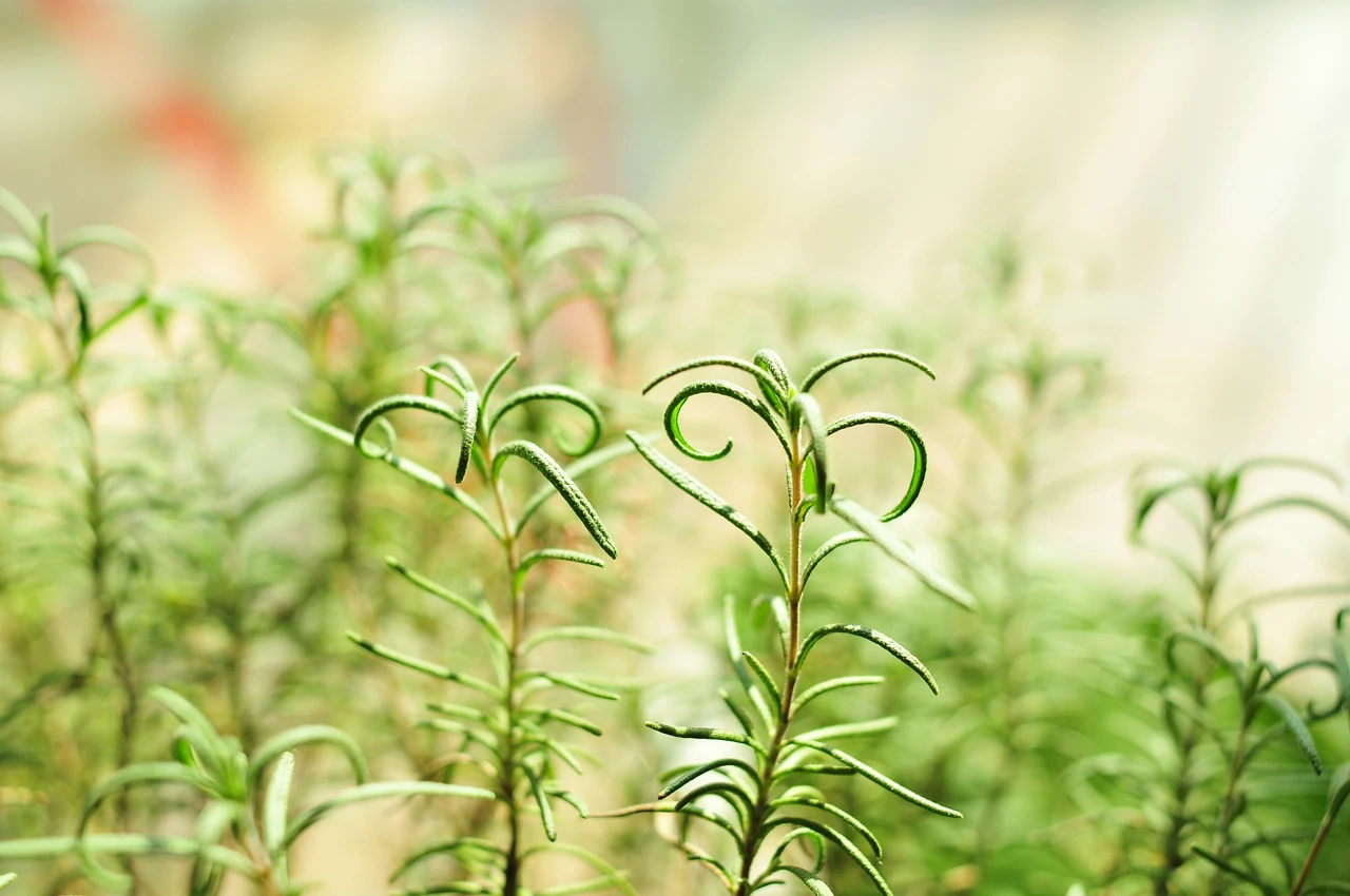 Piante aromatiche sui davanzali anche in inverno, ecco come farle durare Piante aromatiche sui davanzali anche in inverno, ecco come farle durare