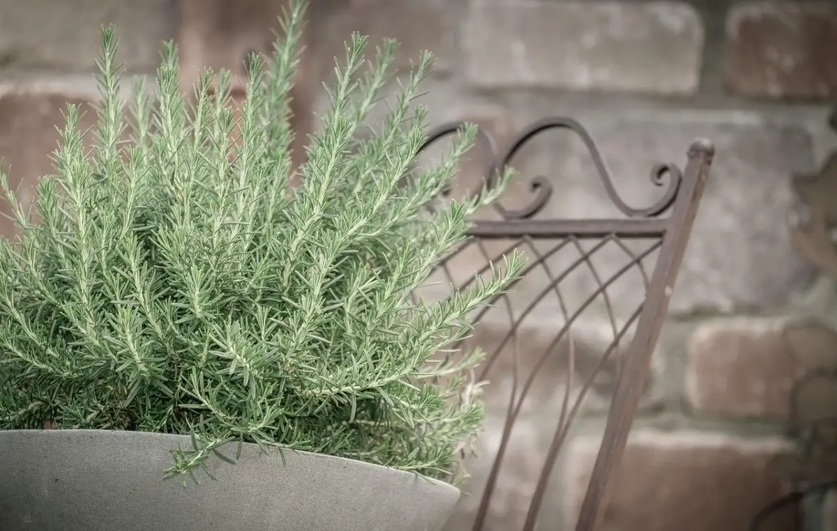 Coltiva rosmarino aromatico in casa: indicazioni essenziali per una crescita sana Coltiva rosmarino aromatico in casa: indicazioni essenziali per una crescita sana