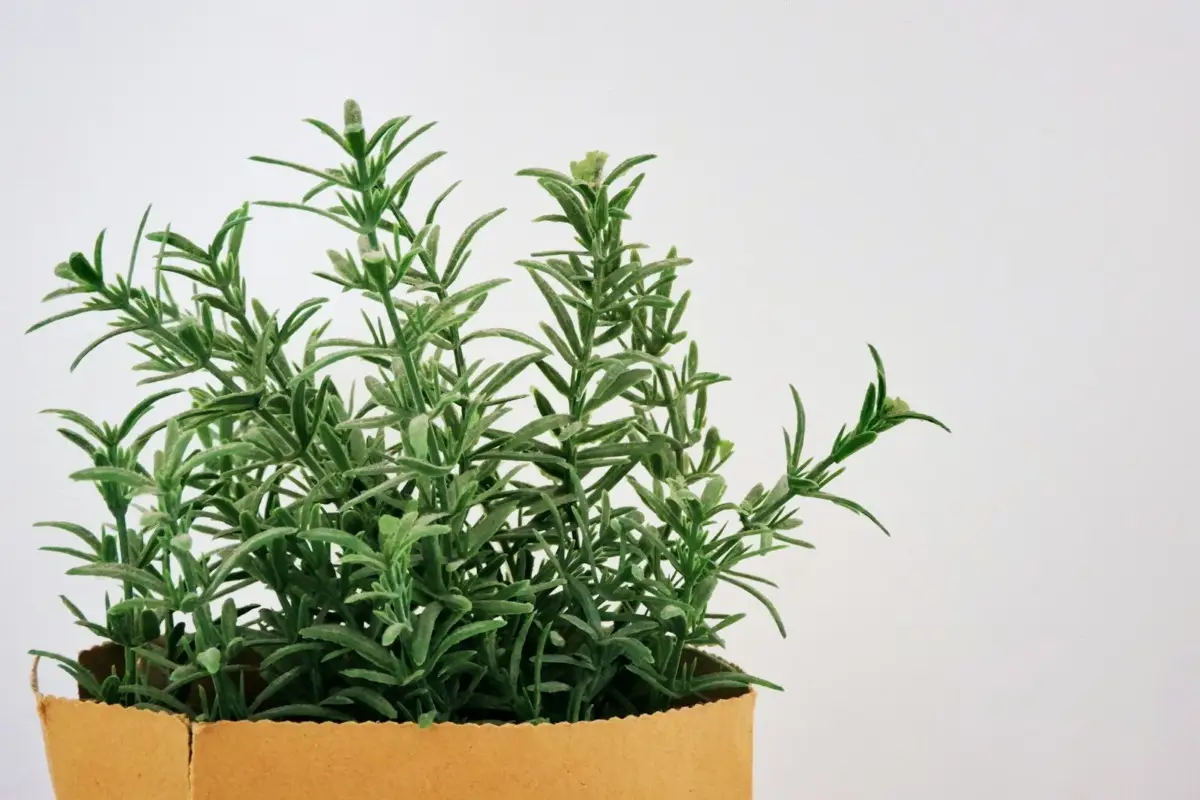 Coltiva rosmarino aromatico in casa: indicazioni essenziali per una crescita sana Coltiva rosmarino aromatico in casa: indicazioni essenziali per una crescita sana