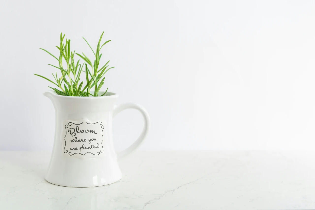 Coltiva rosmarino aromatico in casa: indicazioni essenziali per una crescita sana Coltiva rosmarino aromatico in casa: indicazioni essenziali per una crescita sana