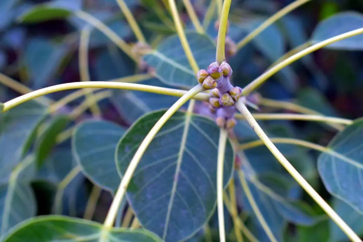 Scopri la pianta aromatica che sostiene la memoria secondo ricerche recenti Scopri la pianta aromatica che sostiene la memoria secondo ricerche recenti