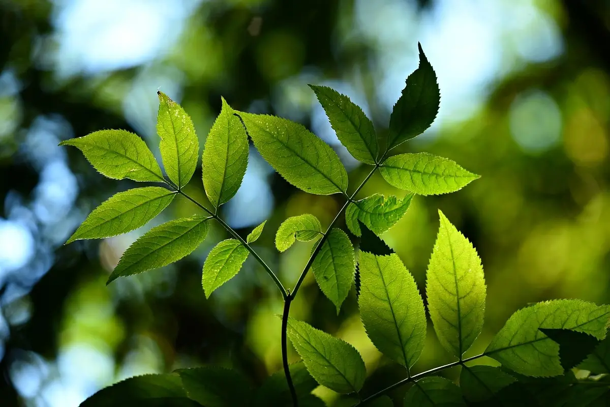 Scopri la pianta aromatica che sostiene la memoria secondo ricerche recenti Scopri la pianta aromatica che sostiene la memoria secondo ricerche recenti