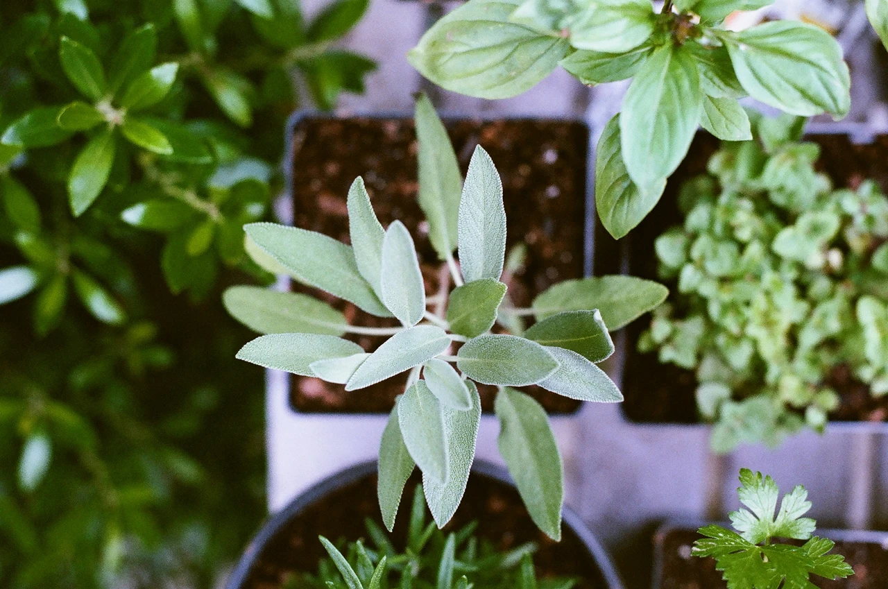 Scopri la pianta aromatica che sostiene la memoria secondo ricerche recenti Scopri la pianta aromatica che sostiene la memoria secondo ricerche recenti