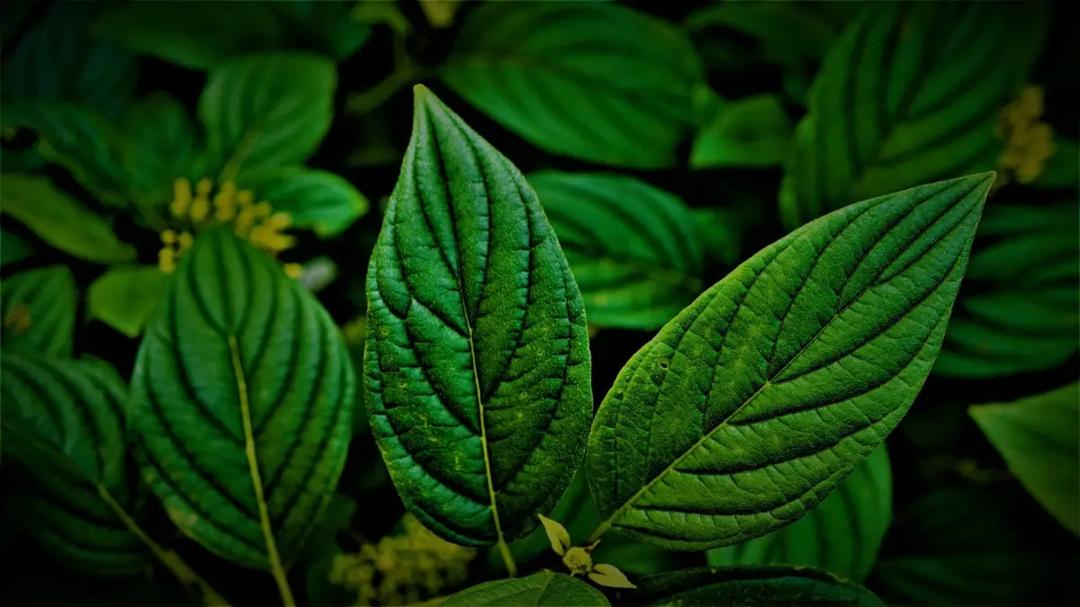 Scopri la pianta aromatica che sostiene la memoria secondo ricerche recenti Scopri la pianta aromatica che sostiene la memoria secondo ricerche recenti