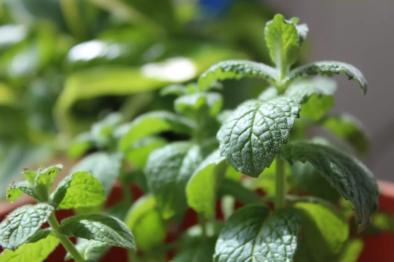 Coltivare menta in casa: i passaggi chiave per foglie profumate e sane tutto l’anno Coltivare menta in casa: i passaggi chiave per foglie profumate e sane tutto l’anno