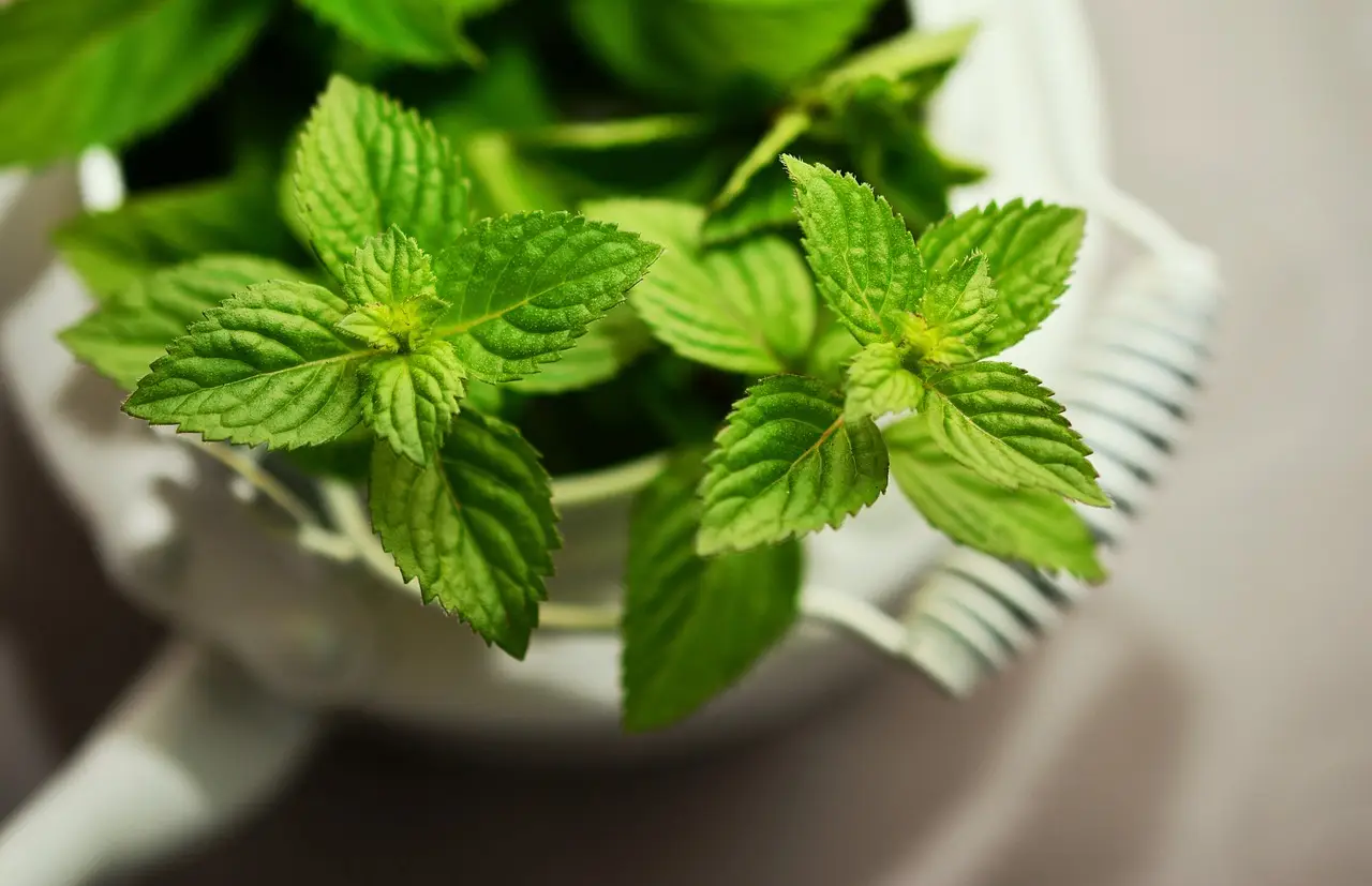 Coltivare menta in casa: i passaggi chiave per foglie profumate e sane tutto l’anno Coltivare menta in casa: i passaggi chiave per foglie profumate e sane tutto l’anno