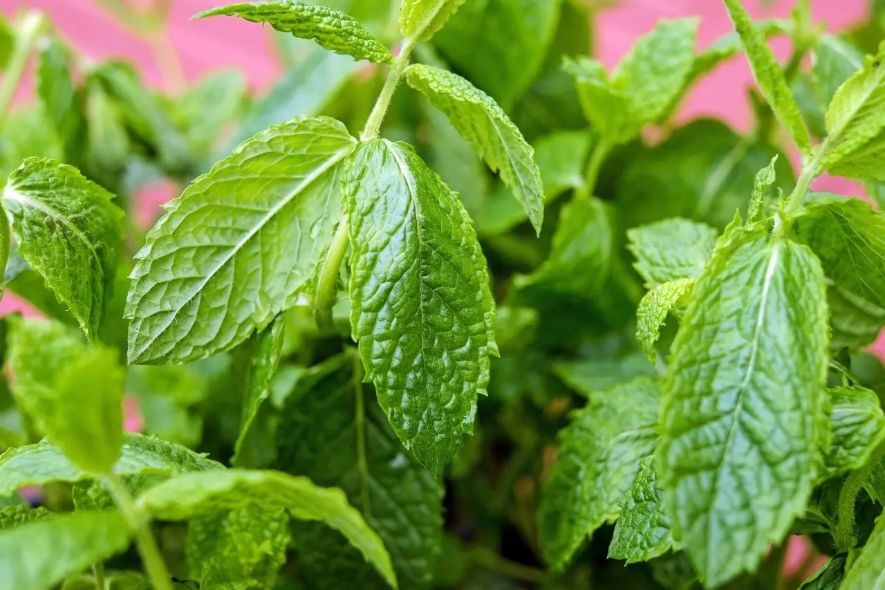 Coltivare menta in casa: i passaggi chiave per foglie profumate e sane tutto l’anno Coltivare menta in casa: i passaggi chiave per foglie profumate e sane tutto l’anno