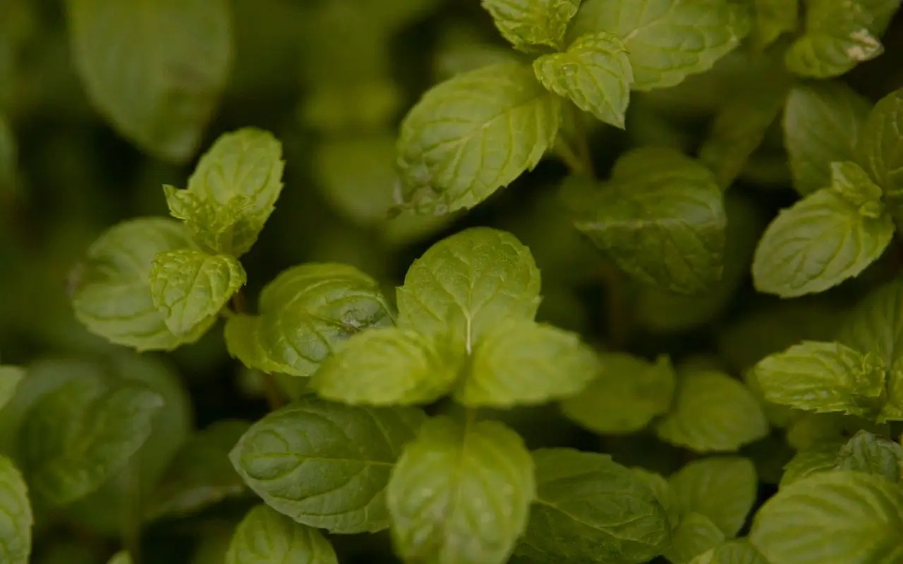 Coltivare menta in casa: i passaggi chiave per foglie profumate e sane tutto l’anno Coltivare menta in casa: i passaggi chiave per foglie profumate e sane tutto l’anno
