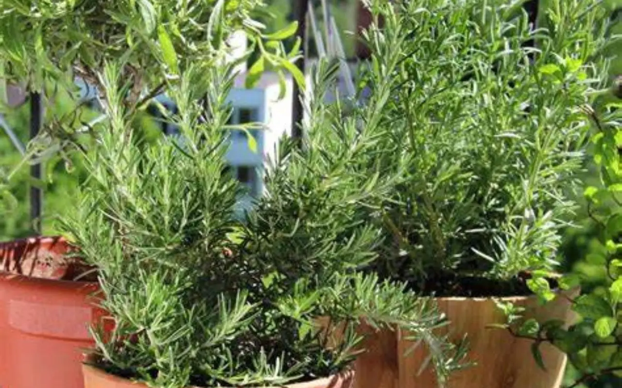 Trucchi d’esperienza per piante aromatiche sempre verdi anche in balcone Trucchi d’esperienza per piante aromatiche sempre verdi anche in balcone