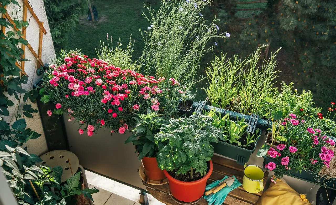 Trucchi d’esperienza per piante aromatiche sempre verdi anche in balcone Trucchi d’esperienza per piante aromatiche sempre verdi anche in balcone