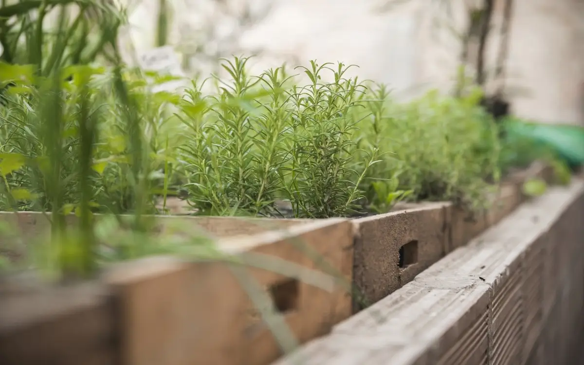 Trucchi d’esperienza per piante aromatiche sempre verdi anche in balcone Trucchi d’esperienza per piante aromatiche sempre verdi anche in balcone