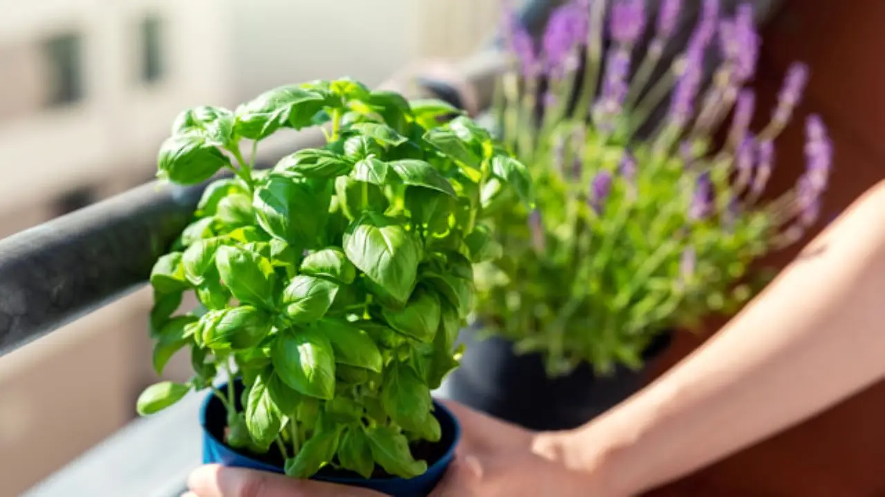 Trucchi d’esperienza per piante aromatiche sempre verdi anche in balcone Trucchi d’esperienza per piante aromatiche sempre verdi anche in balcone