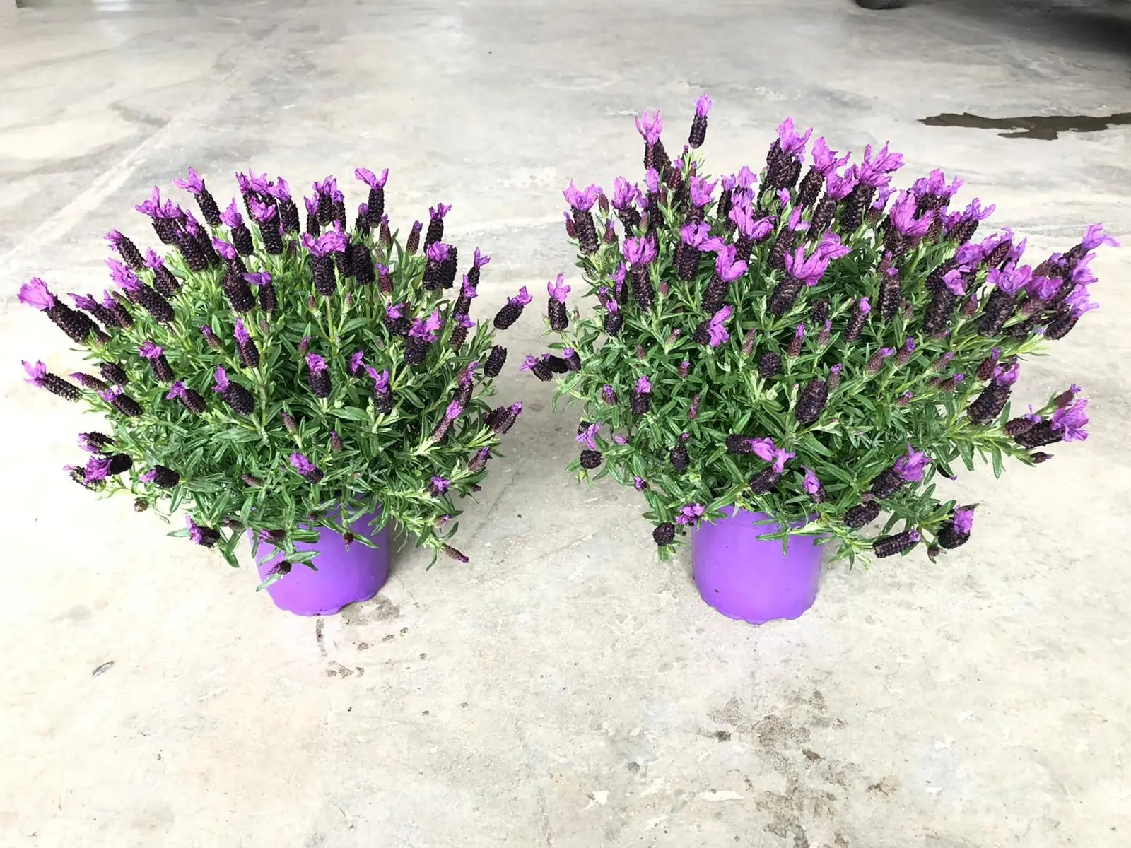 Lavanda domestica senza errori: tecniche per fioriture continue e profumatissime Lavanda domestica senza errori: tecniche per fioriture continue e profumatissime