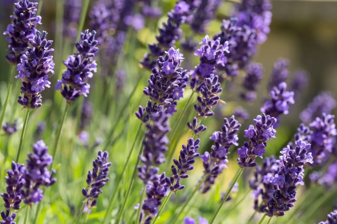 Lavanda domestica senza errori: tecniche per fioriture continue e profumatissime Lavanda domestica senza errori: tecniche per fioriture continue e profumatissime