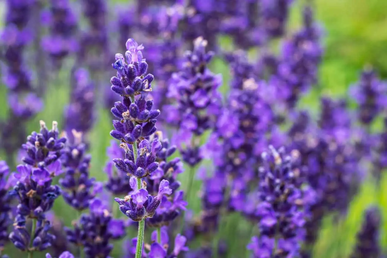 Lavanda domestica senza errori: tecniche per fioriture continue e profumatissime Lavanda domestica senza errori: tecniche per fioriture continue e profumatissime