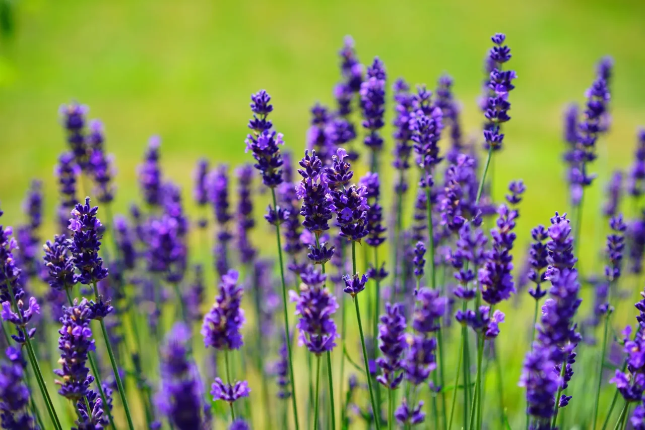 Lavanda domestica senza errori: tecniche per fioriture continue e profumatissime Lavanda domestica senza errori: tecniche per fioriture continue e profumatissime