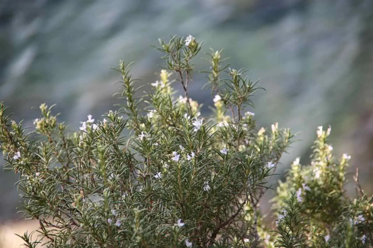 Proteggi il rosmarino in inverno: i consigli facili per un cespuglio sempre vigoroso Proteggi il rosmarino in inverno: i consigli facili per un cespuglio sempre vigoroso